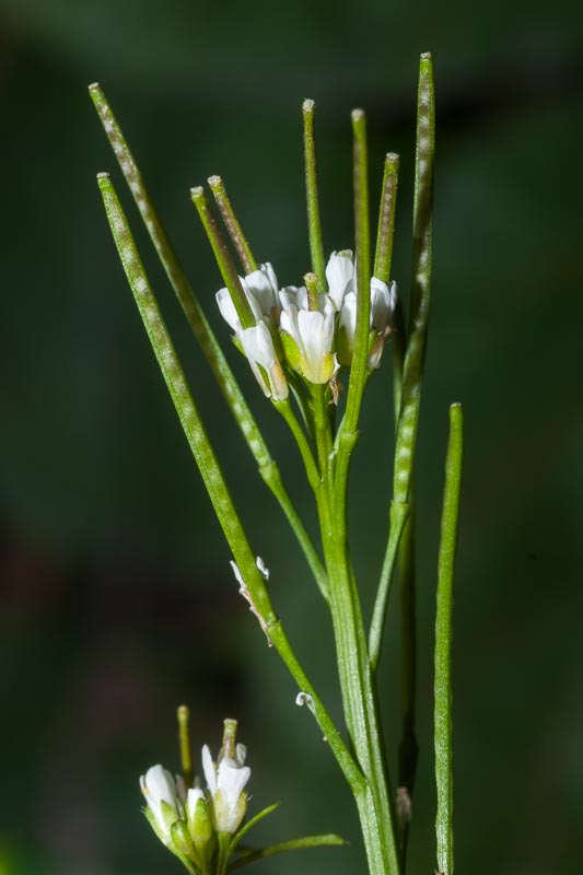 Cardamine hirsuta / Billeri primaticcio